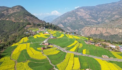 रत्नेचौरको तोरीबारी र धौलागिरि हिमाल Image