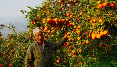 बाँसखर्कमा सुन्तलाको बहार : कृषकको वार्षिक करोडौं कमाइ Image