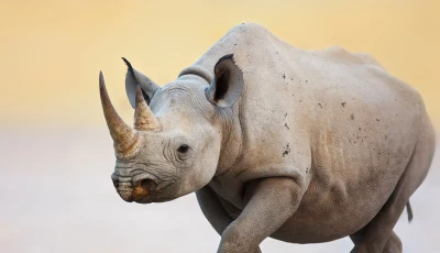 दुई पोथी गैँडा स्थानान्तरण Image