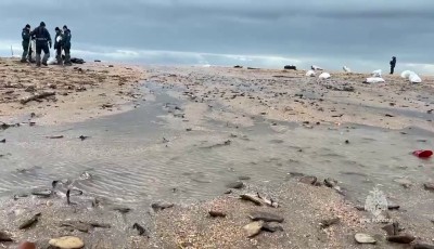 Oil Spill in Russia Pollutes 200,000 Tonnes of Soil, Devastates Coastline Image