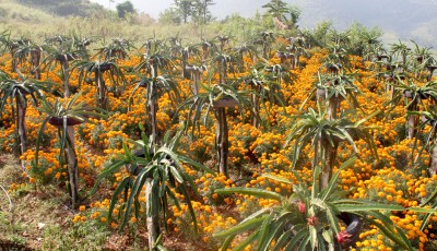 ढकमक्क सयपत्री Image