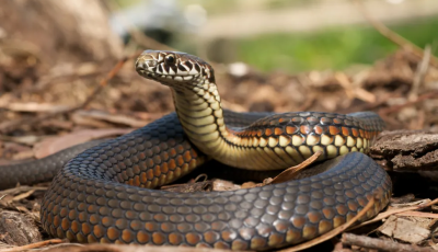 Snake Bites Surge 35% in New South Wales Amid Rising Snake Activity Image