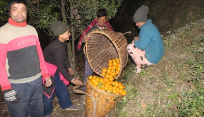 सुन्तलाबाट म्याग्दीका किसानलाई ३३ करोड आम्दानी, उत्पादनमा ३२% वृद्धि Image