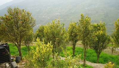 तापक्रम वृद्धिले म्याग्दीको मौवाफाँटबाट सुन्तला खेती लोप हुदैँ Image