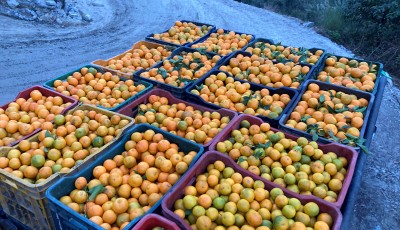 तनहुँमा ४२ करोड ५० लाखको सुन्तला बिक्री Image