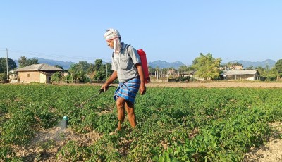 व्यापार छाडेर टमाटर खेती, वार्षिक पाँच लाखभन्दा बढी आम्दानी Image