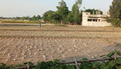 बाढीले दुई करोड ५० लाखको तरकारी र उखु बालीमा क्षति Image