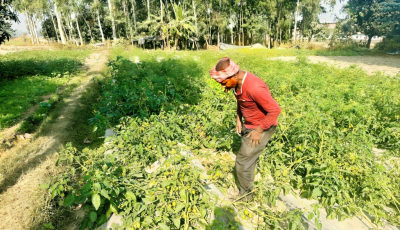 तरकारीखेतीले बदल्यायो दलित समुदायको जीवनस्तर: सप्तरीका किसानको प्रेरणादायी कथा Image