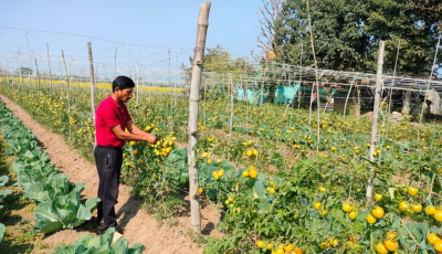 तरकारीखेतीबाट घरजग्गा जोड्दै कञ्चनपुरका सार्की, वार्षिक आम्दानी ७ लाखभन्दा बढी Image