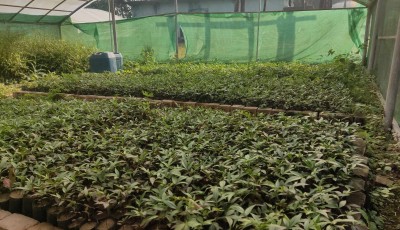 टिमुरका बिरुवा बिक्री गरेर वार्षिक रु दुई लाख आम्दानी Image