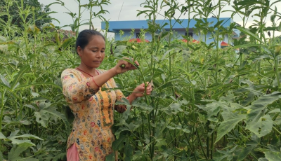 तरकारी खेती गरेरै छोरा डाक्टर छोरीलाई इन्जिनियर पढाएरहेकी उर्मिला Image