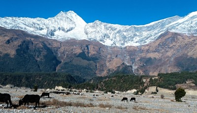 Grazing Livestock on the Banks of the Kali Gandaki River Image
