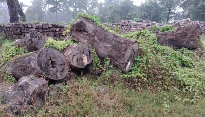काठ बिक्री सम्बन्धी नयाँ नीति आएपछि  एक लाख पचास हजार क्यूफिट सालका काठ सड्दै Image