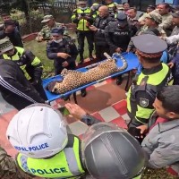 ललितपुरमा चितुवाको उद्धार Image