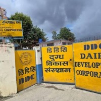 दुबईमा नेपाली घिउको माग ह्वात्तै बढ्यो, डीडीसीद्वारा नियमित निर्यात सुरु Image