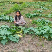 माओवादी केन्द्रबाट विजयी उपमेयर क्षेत्रीको लोभलाग्दो काँक्राखेती Image