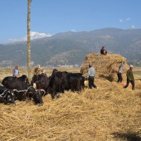 पोखरामा भोलि दोस्रो दाइँ महोत्सव आयोजना हुँदै Image