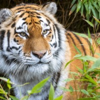 बर्दिया राष्ट्रिय निकुञ्जमा पाँचौँ बाघ गणना सुरु, संरक्षण सफलतासँगै मानव–बाघ द्वन्द्व गहिरिँदै Image