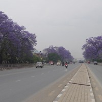 जाकाराण्डा फूलको संरक्षण गर्दै महानगर Image