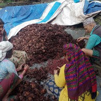 काँकडभिट्टा नाकाबाट १२ अर्बको अलैँची निर्यात Image