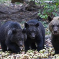 सिमकोटमा भालुको आक्रमण, तीन जना घाइते Image