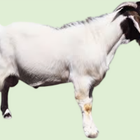 बोका किन्दा नक्कली नोटको कारोबार गर्ने दुईजना पक्राउ Image