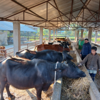 जर्सी गाई र भैँसीपालनबाट मासिक डेढ लाख आम्दानी गर्दै दाङका विष्णु शर्मा Image