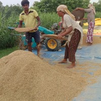 चैते धानको समर्थन मूल्य निर्धारण गर्न किसानको आग्रह Image