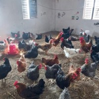 सात हजार कुखुराको पोष्टमार्टम गर्दा १० भन्दा बढी घातक रोगहरू पुष्टि Image