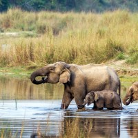चितवन राष्ट्रिय निकुञ्जमा अवैध गतिविधिमाथि कडाइ: ८ महिनामा १२८ जना पक्राउ Image
