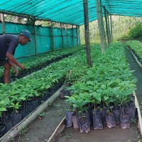 राईले कफीको बिरुवा बेचेरै कमाए १३ लाख ५० हजार Image