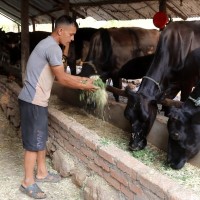 गाईपालनबाट पाँच वर्षमा ५० लाख आम्दानी Image