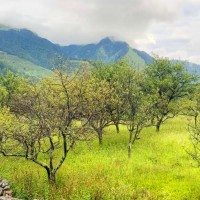 जलवायु परिवर्तनको असर: बागलुङमा स्याउ उत्पादन धरासायी Image