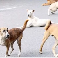 दिल्लीमा १० लाख आवार कुकुर,  ६ हप्ताभित्र ५ हजार आवारा कुकुर समात्न आदेश Image