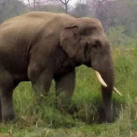 हात्तीको आक्रमण र आगलागीबाट घरभित्रै सुतिरहेका आमा–छोराको दर्दनाक मृत्यु Image