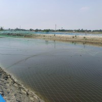 प्रतापपुरका यादवको उदाहरणीय माछापालन: एक करोडभन्दा बढी वार्षिक आम्दानी Image