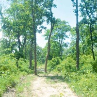 महोत्तरीमा वन फँडानी गर्नेमाथि कडा कारबाही गरिने Image
