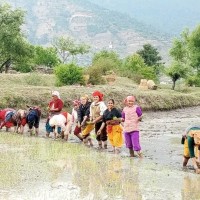 देशभर ५९ प्रतिशत मात्रै रोपाइँ सकियो Image