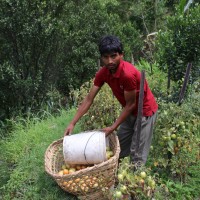 विदेशको सपना त्यागेर गोलभेँडा खेती,  गाउँमै लाखौँ कमाइ Image