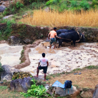 काठेखोला गाउँपालिकाद्वारा गोरुपालकलाई आठ लाख ९० हजार अनुदान Image