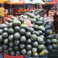 खरबुजाबाट पाँच लाख कमाउने झापाका किसान Image