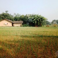 जिरो टिलेज प्रविधिबाट लसुनखेती, ५ कट्ठाबाट ९० हजार आम्दानी Image