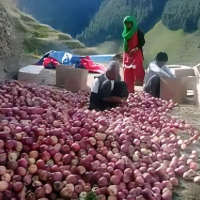मुस्ताङमा स्याउ उत्पादन बढ्यो, एक अर्बभन्दा बढीको कारोबार Image