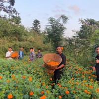 स्वदेशी सयपत्री फूल बोटमै कुहिने अवस्थामा, भारतीय आयात रोक्न किसानहरूको आग्रह Image