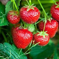 कक्षा कोठादेखि खेतबारीसम्म: कैलालीका युवाको करोडतर्फ उन्मुख कृषि यात्रा Image