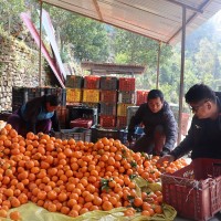 सुन्तला बिक्री गरेरै श्रेष्ठले कमाए २० लाख Image