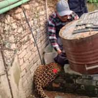 कसरी गयो  स्वीस दूतावास भित्र चितुवा? Image