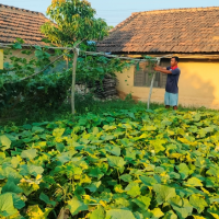 शुक्लाफाँटाका मुस्कान चौधरी: विदेश छोडेर खेतबारीमा सुन फलाउँदै Image