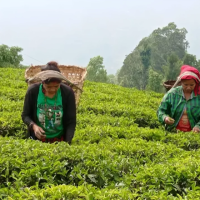 १० महिनामा तीन अर्बभन्दा बढीको चिया निर्यात Image