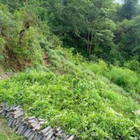 वन्यजन्तुबाट बाली जोगाउन नसकेपछि टिमुरखेती Image